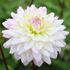Dahlia, Crazy Love