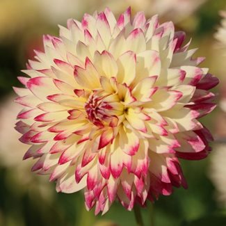 Dahlia, Ariko Aphrodite