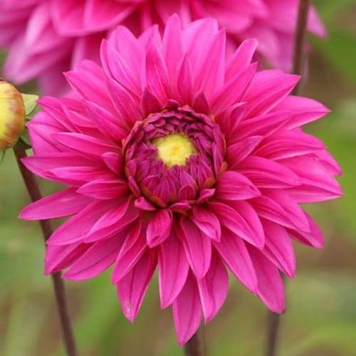 Dahlia, Cartouche