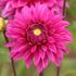 Dahlia, Cartouche