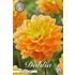 Dahlia, Aladdins lamp