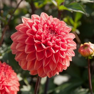 Dahlia, Blitzer