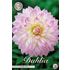 Dahlia, Crazy Love