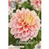 Dahlia, Giovanna