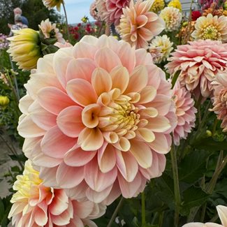 Dahlia, Giovanna