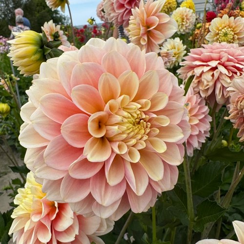 Dahlia, Giovanna