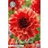 Dahlia, Missis Miley