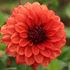 Dahlia, Missis Miley