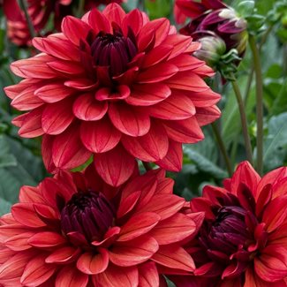 Dahlia, Missis Miley