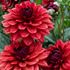 Dahlia, Missis Miley