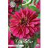 Dahlia, Purple Haze