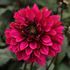 Dahlia, Purple Haze