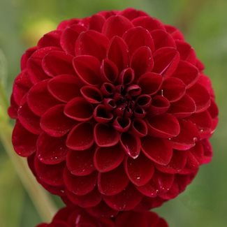 Dahlia, Gipsy Night