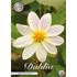 Dahlia, Imperialis White