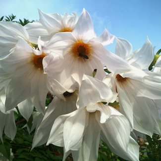 Dahlia, Imperialis White