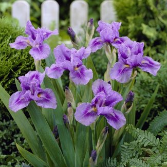 Iris Germanica, Bedtime Stories