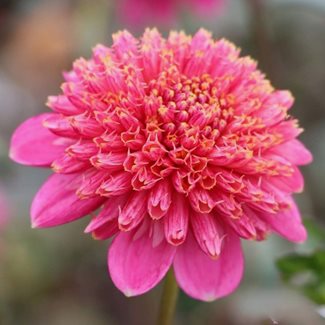 Dahlia, Alyshia