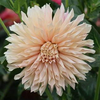 Dahlia, Cafe de Paris