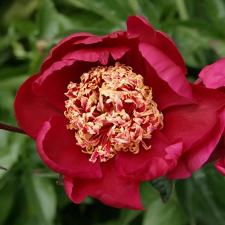 Pion, Nippon Beauty