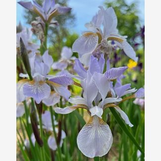 Iris Siberica, Strandiris, Mrs Rowe
