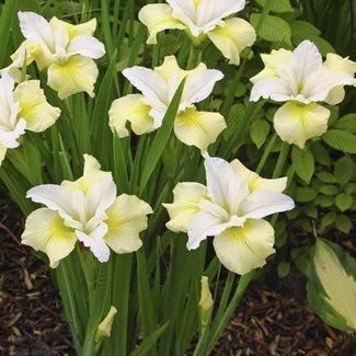 Iris Siberica, Strandiris, Moon Silk