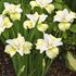 Iris Siberica, Strandiris, Moon Silk