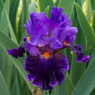 Iris Germanica, Night Owl