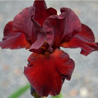 Iris Germanica, Morning Show