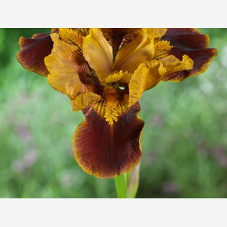 Iris Germanica, Maid of Orange