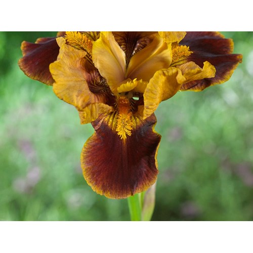 Iris Germanica, Maid of Orange