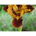 Iris Germanica, Maid of Orange