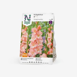 Gladiol, storblommig, Crispy Ruffle