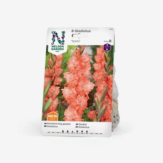 Gladiol, storblommig, Sochi