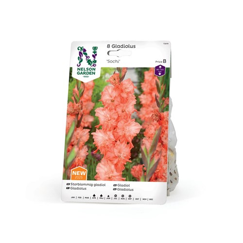Gladiol, storblommig, Sochi