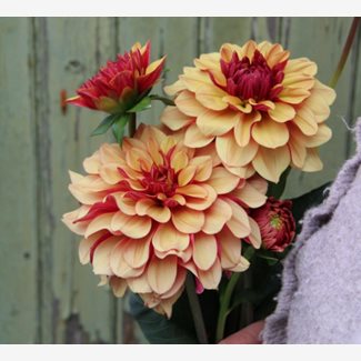 Dahlia, Cream de Cognac