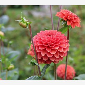 Dahlia, Zundert Mystery Fox