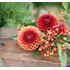 Dahlia, Copperboy