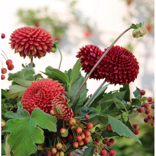 Dahlia, Copperboy