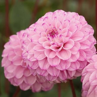 Dahlia, Genova