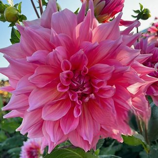 Dahlia, Ottos Thrill