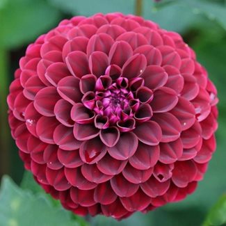 Dahlia, Dark Spirit