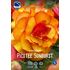 Begonia, Picotee Sunburst