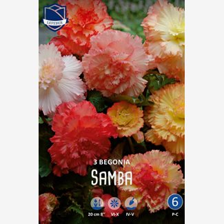 Begonia, dubbel Samba
