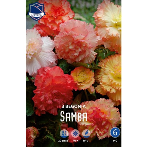 Begonia, dubbel Samba