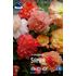 Begonia, dubbel Samba