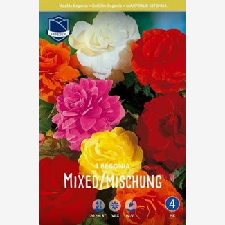 Begonia, Blandade färger