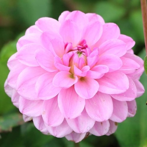 Dahlia, Pink Pop