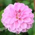 Dahlia, Pink Pop