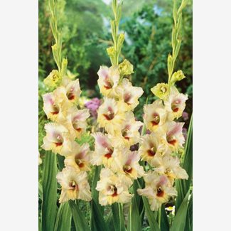 Gladiol, Louise