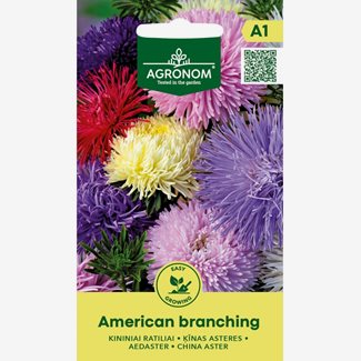 Aster, American Branching